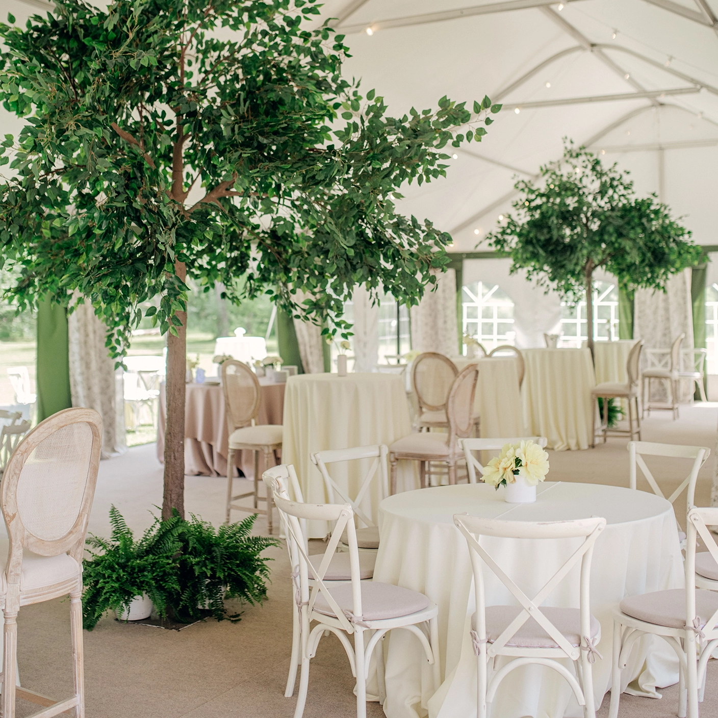 Round tables with white linens and white wooden chairs inside a legacy tent, decorated with trees and simple white floral table centerpieces